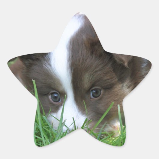 Islandhund Ster Sticker (Voorkant)