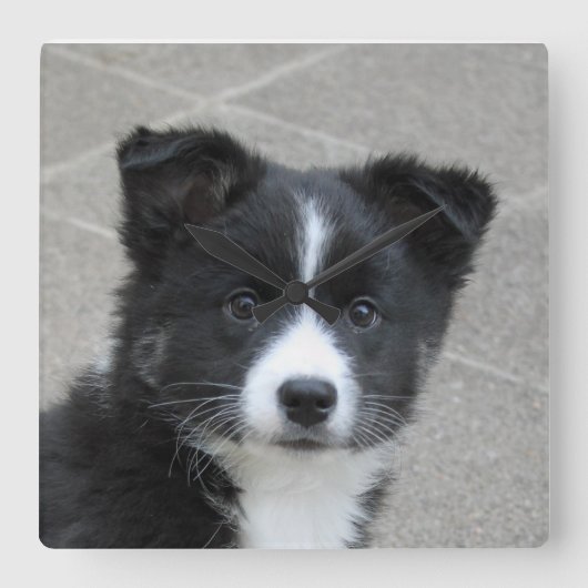 Islandhund Vierkante Klok (Voorkant)