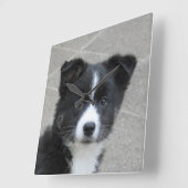 Islandhund Vierkante Klok (Hoek)