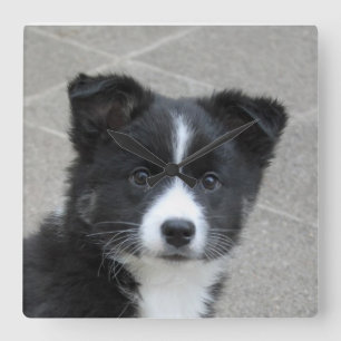 Islandhund Vierkante Klok