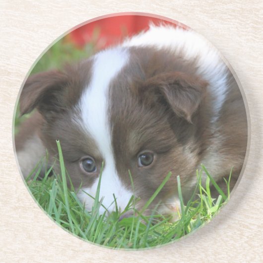 Islandhund Zandsteen Onderzetter (Voorkant)