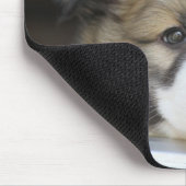Islandhundewelpe Muismat (Hoek)