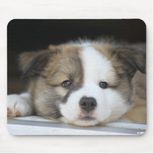 Islandhundewelpe Muismat