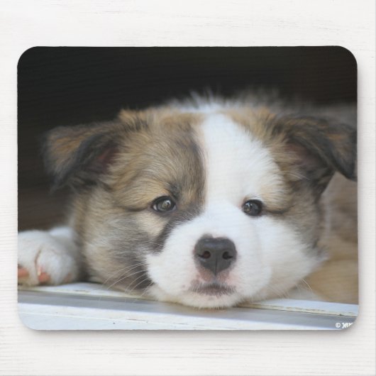 Islandhundewelpe Muismat (Voorkant)