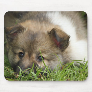 Islandhundewelpe Muismat