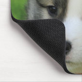 Islandhundewelpe Muismat (Hoek)
