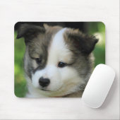 Islandhundewelpe Muismat (Met muis)