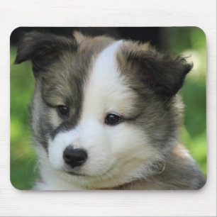 Islandhundewelpe Muismat
