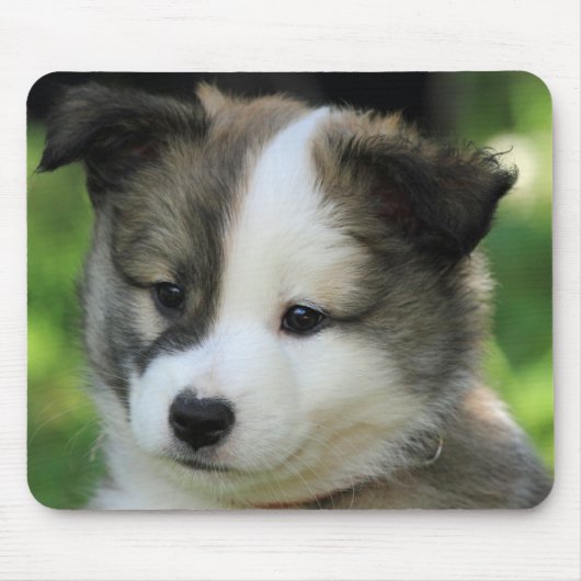 Islandhundewelpe Muismat (Voorkant)
