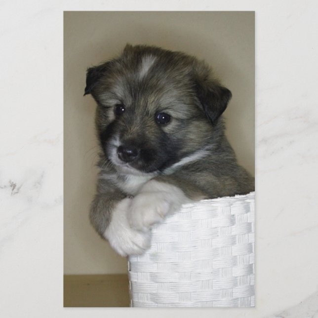 Islandhundwelpe (Voorkant)