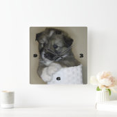 Islandhundwelpe Vierkante Klok (Huis)