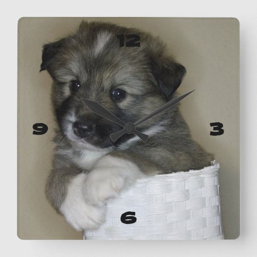 Islandhundwelpe Vierkante Klok (Voorkant)