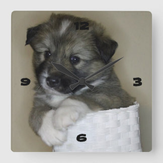 Islandhundwelpe Vierkante Klok