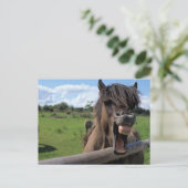 Islandpferd, Isländer Briefkaart (Staand voorkant)