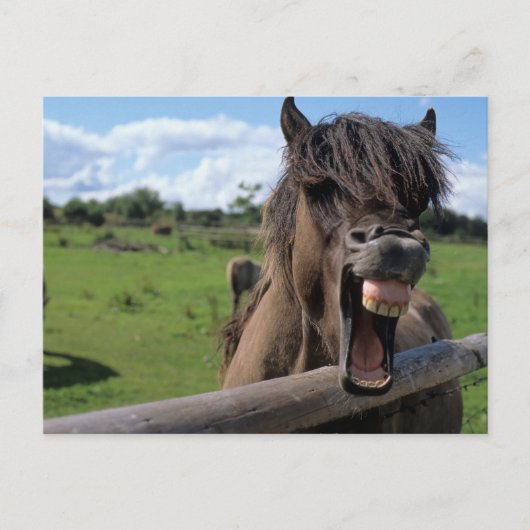 Islandpferd, Isländer Briefkaart (Voorkant)