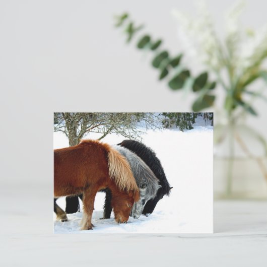 Islands Hästar - Häst Briefkaart (Staand voorkant)