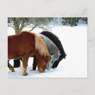 Islands Hästar - Häst Briefkaart