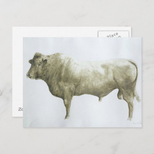 Islay Bull 2004 Briefkaart (Voorkant / Achterkant)