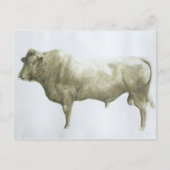 Islay Bull 2004 Briefkaart (Voorkant)