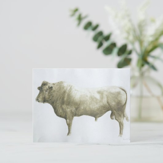 Islay Bull 2004 Briefkaart (Staand voorkant)