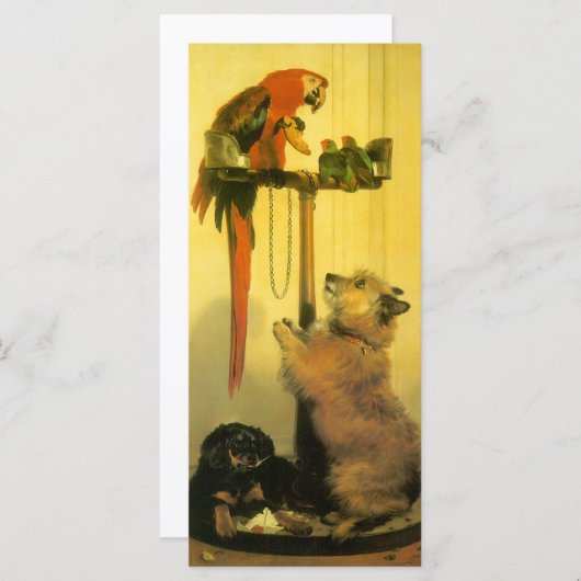 Islay, Tilco, a Macaw en Tortelduifjes van Landsee (Voorkant / Achterkant)