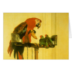 Islay, Tilco, a Macaw en Tortelduifjes van Landsee