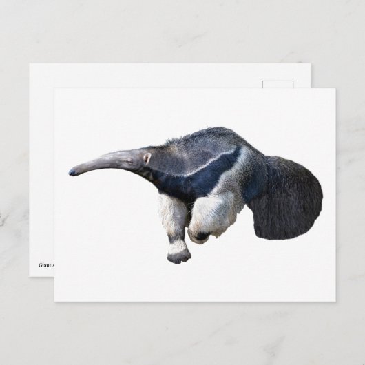 Isolate reuzenanteater die loopt briefkaart (Voorkant / Achterkant)