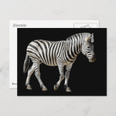 Isolated Burchell Zebra Briefkaart (Voorkant / Achterkant)