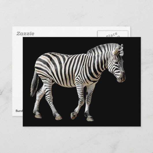 Isolated Burchell Zebra Briefkaart (Voorkant / Achterkant)