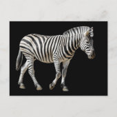 Isolated Burchell Zebra Briefkaart (Voorkant)