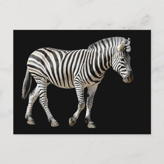 Isolated Burchell Zebra Briefkaart (Voorkant)