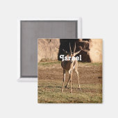 Israëlische Gazelle Magneet (Voorkant / Achterkant)