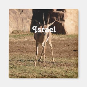 Israëlische Gazelle Magneet