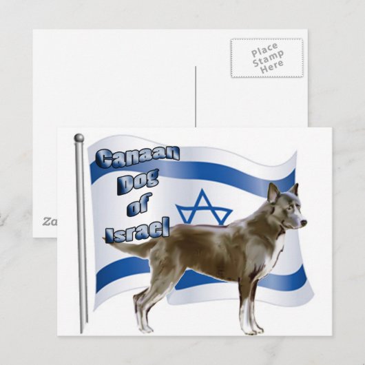 Israëlische hond van Canaan Briefkaart (Voorkant / Achterkant)