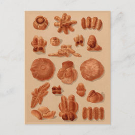 Italiaans Broden  bakkers illustratieschema Briefkaart
