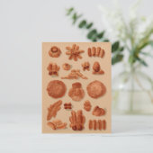 Italiaans Broden  bakkers illustratieschema Briefkaart (Staand voorkant)