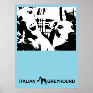 Italiaans Greyhound Blue Poster
