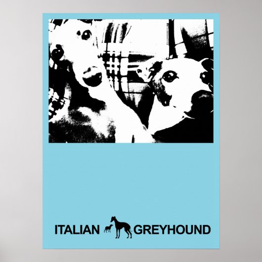 Italiaans Greyhound Blue Poster (Voorkant)