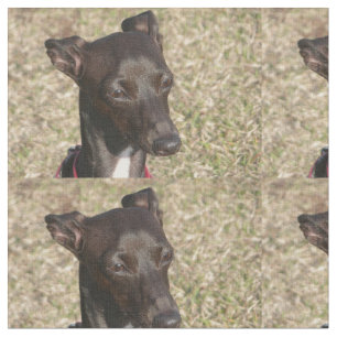 italiaans greyhound.png stof