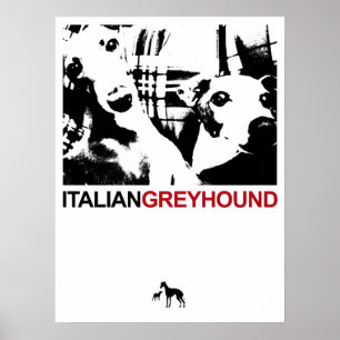 Italiaans Greyhound White Poster