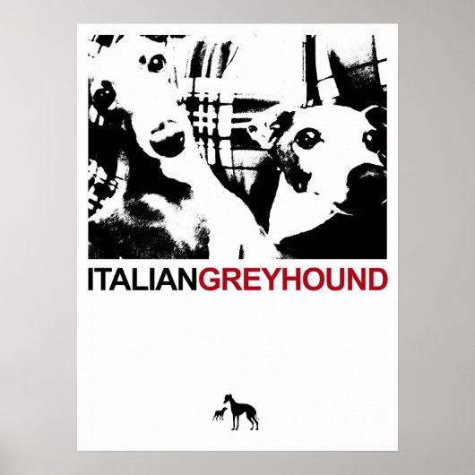 Italiaans Greyhound White Poster (Voorkant)