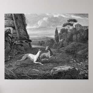 Italiaans Greyhounds Dog Drawing Poster
