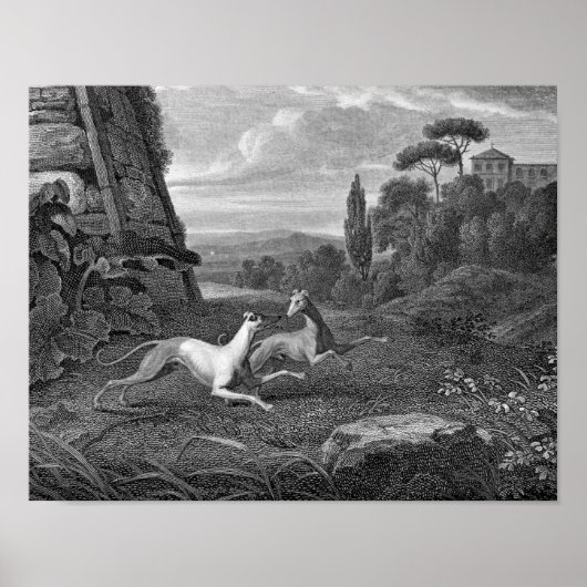 Italiaans Greyhounds Dog Drawing Poster (Voorkant)