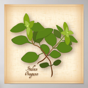 Italiaans Oregano Herb Poster