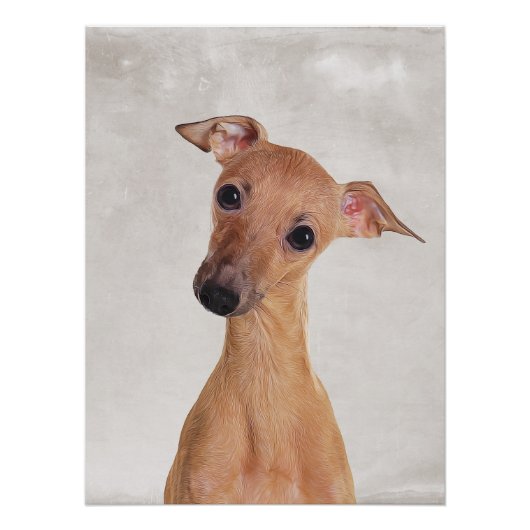 Italiaans Poster Greyhound (Voorkant)