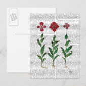 Italiaanse anjer 1 briefkaart (Voorkant / Achterkant)