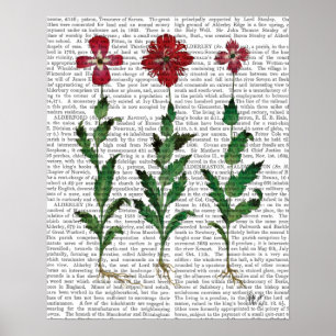 Italiaanse anjer 1 poster