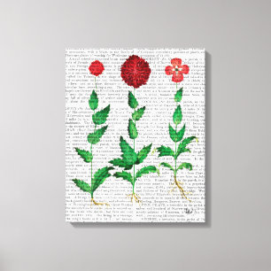 Italiaanse anjer 2 canvas afdruk