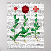 Italiaanse anjer 2 poster (Voorkant)