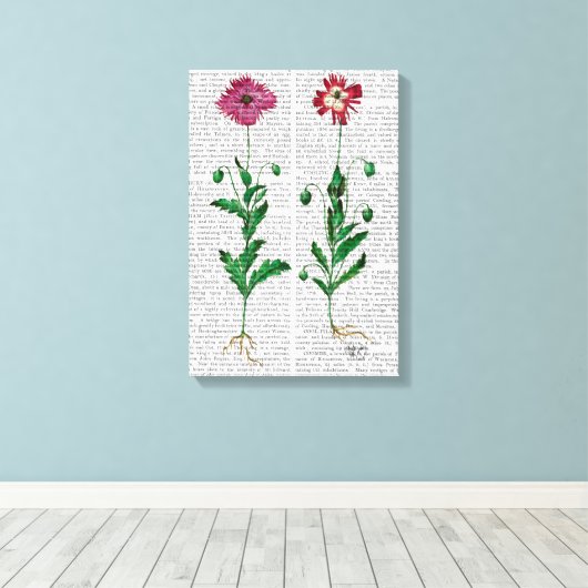 Italiaanse anjer 3 canvas afdruk (Insitu (Houten vloer))